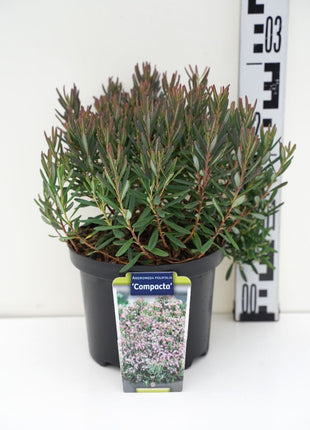 Andromeda polifolia 'Compacta'