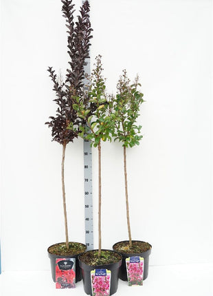 Lagerstroemia in cultivars