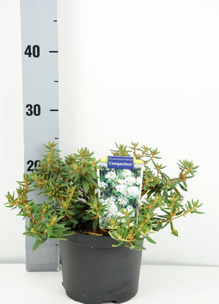 Ledum groenl. 'Compactum'