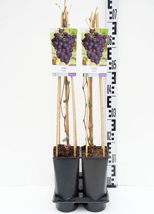 Vitis 'Zilga'