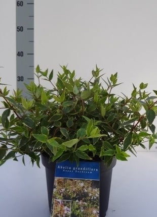 Abelia grand. 'Happy Daydream'