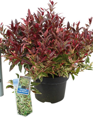 Leucothoe 'Color Diamond'