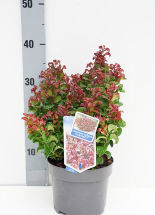 Leucothoe axil. 'Curley Red'