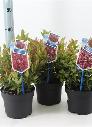 Leucothoe in cultivars