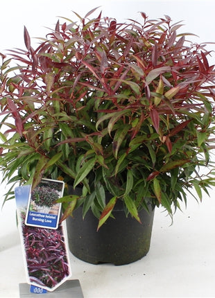 Leucothoe in cultivars
