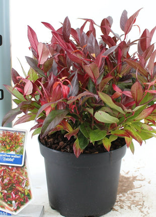 Leucothoe 'Zeblid'