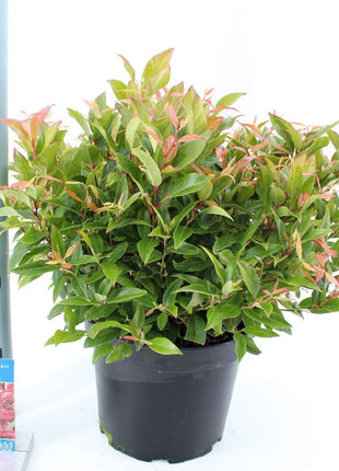 Leucothoe 'Zeblid'
