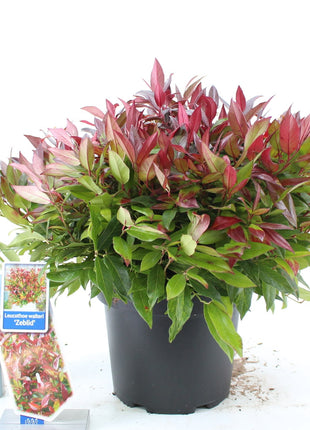 Leucothoe 'Zeblid'