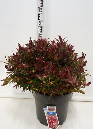 Leucothoe 'Zeblid'