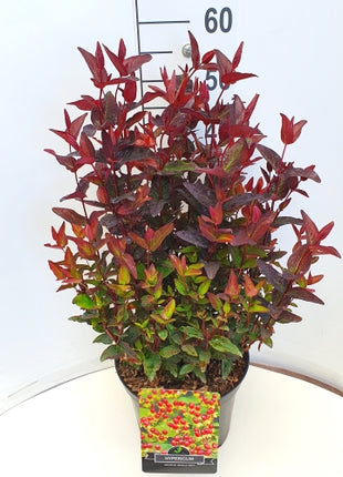 Hypericum 'Miracle Night'
