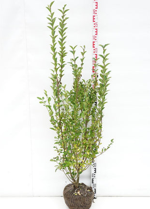 Ligustrum ovalifolium