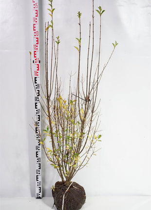 Ligustrum ovalifolium