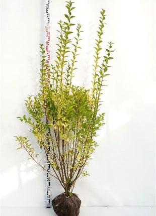 Ligustrum ovalifolium