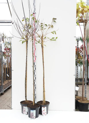 Prunus in cultivars