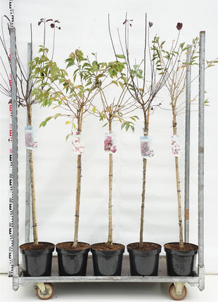 Prunus in cultivars