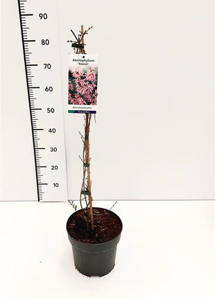 Abeliophyllum distichum 'Roseum'