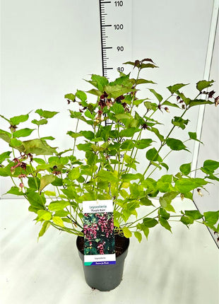 Leycesteria for. 'Purple Rain'