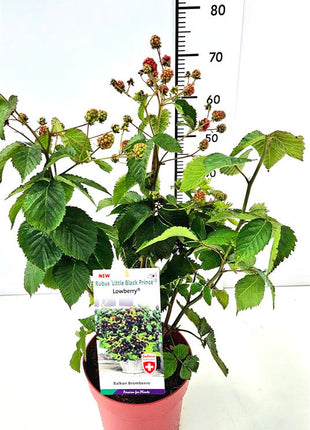 Rubus 'Little Black Prince'®