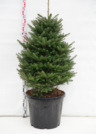 Abies koreana