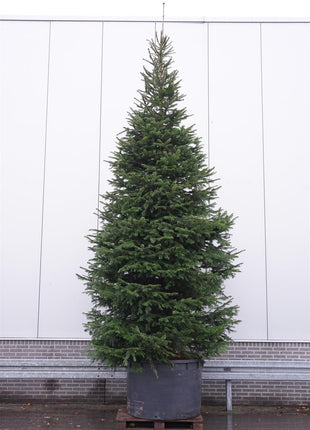 Abies nordmanniana