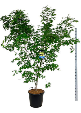 Acer 'Arctic Jade'® (Jack Frost)