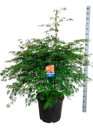 Acer 'Ice Dragon'® (Jack Frost)