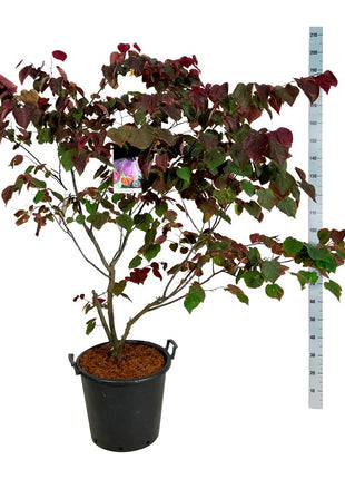 Cercis can. 'Forest Pansy'