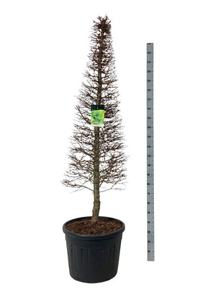 Larix kaempferi