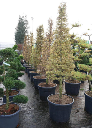 Larix kaempferi