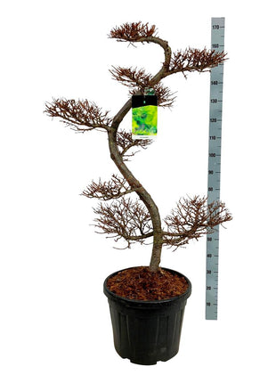 Larix kaempferi