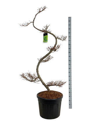 Larix kaempferi