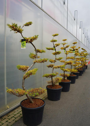Larix kaempferi