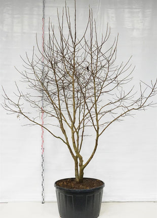 Magnolia 'Goldstar'