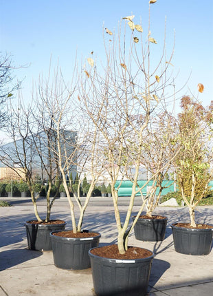 Magnolia 'Goldstar'