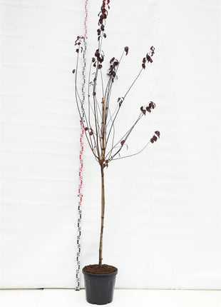 Prunus cer. 'Nigra'
