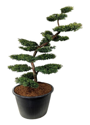 Taxus b. 'Summergold'