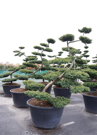 Taxus b. 'Summergold'