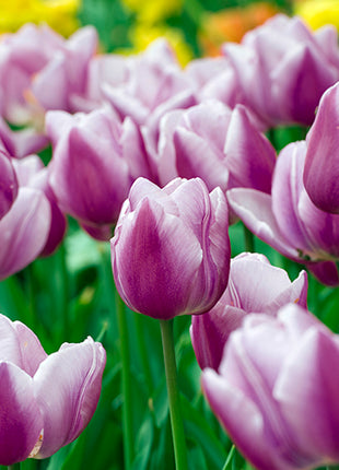 Tulipa 'Librije'
