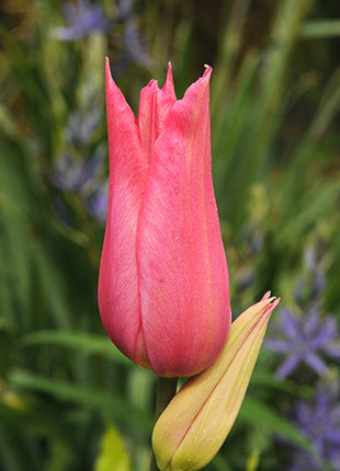 Tulipa 'Mariette'