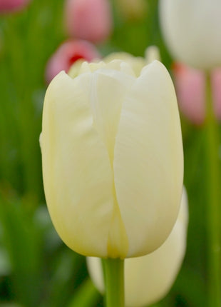 Tulipa 'Maureen'