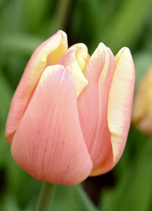 Tulipa 'Mango Charm'