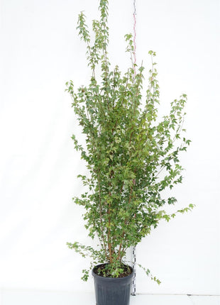 Acer buergerianum