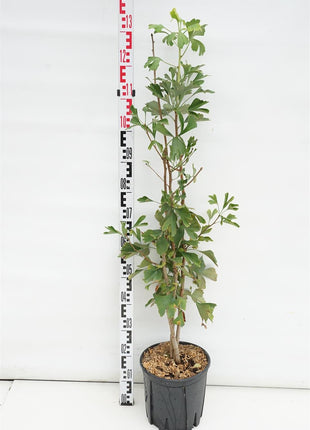 Ginkgo biloba