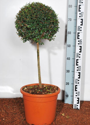 Ligustrum jonandrum