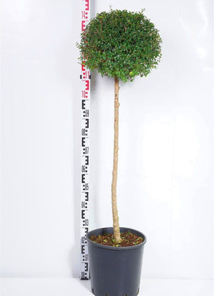 Ligustrum jonandrum