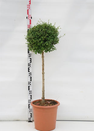 Ligustrum jonandrum