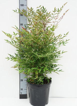 Nandina domestica