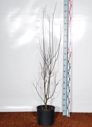 Prunus cer. 'Nigra'
