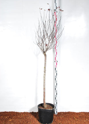 Prunus cer. 'Nigra'