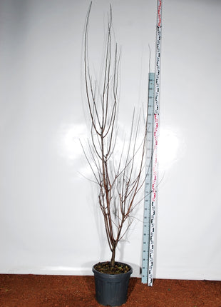 Prunus cer. 'Nigra'